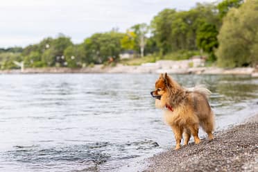 beach pet photography session at Brueckner Rhododendron Gardens.