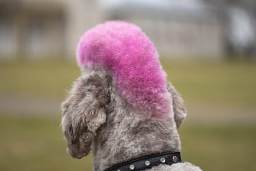 poodle photoshoot in Hamilton, On.