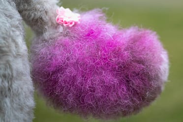 poodle pink tail.