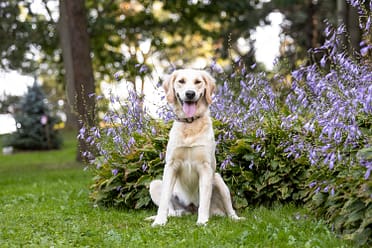 dog photoshoot in Mississauga.