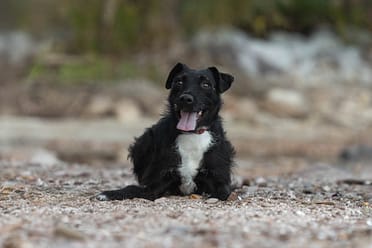 burlington dog photographer.