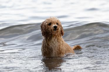 Dog swimming during a pet photoshoot in Mississauga.