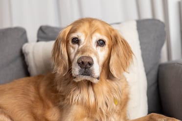 in-home session with a senior dog