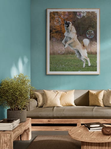 canovas photograpy wall art from a dog photoshoot.
