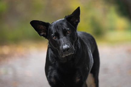 dog photoshoot in Burlington