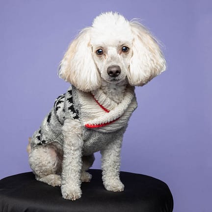 studio dog photoshoot in Aurora, Ontario.