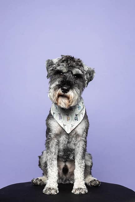 dog studio portrait in Aurora, Ontario.