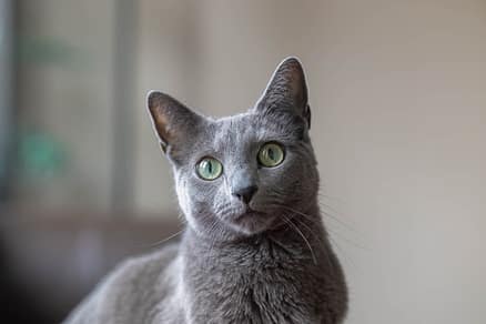 cat photographer from Hamilton ON.