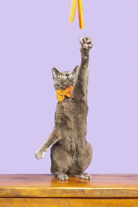 cat photographer from Hamilton ON. 
