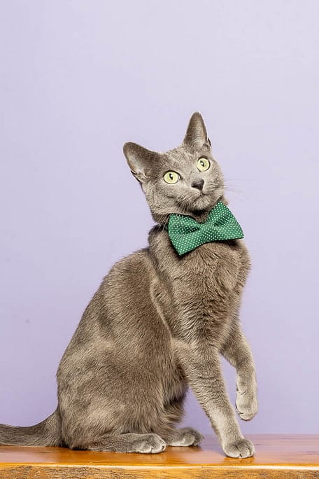 GTA cat photographer