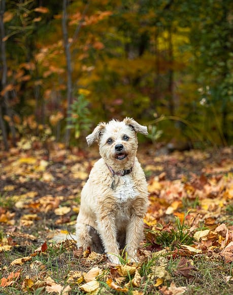 dog posing in Aurora, Ontario Park