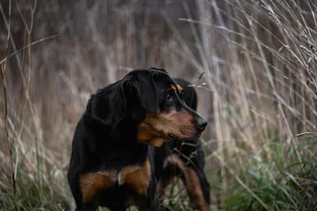 Dog Photoshoot in Lowville Park