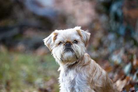 dog photography in Cambridge, Ontario