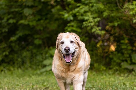 senior lab in Lowville Park