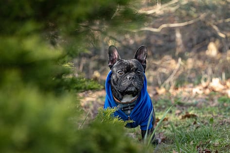 french bulldog at Gairloch Gardens