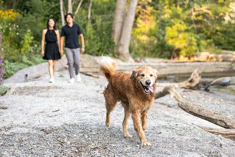 golden retriever and his family walking on the beach during a family pet photoshoot.