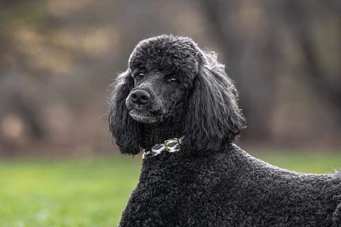 pet portrait of a black poodle in Mississauga pet portrait of a black poodle looking at the camera at Jack Darling Memorial Park