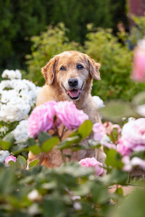 Golden Retriever posing with roses in All Who Wander Flower Farm, Dundas, Ontario.
