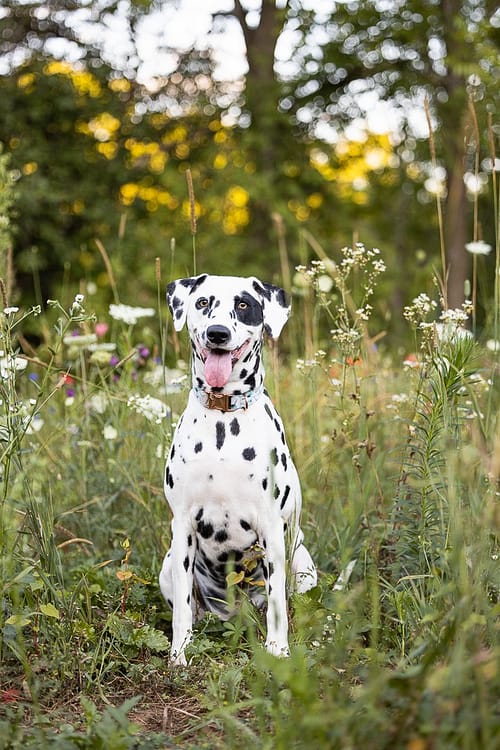 Dalmatian posing at All Who Wander Flower Farm