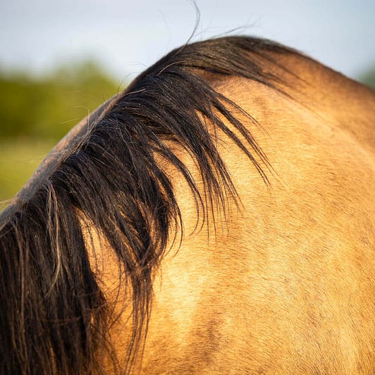 horse portrait taken at a golden hour in Norfolk County