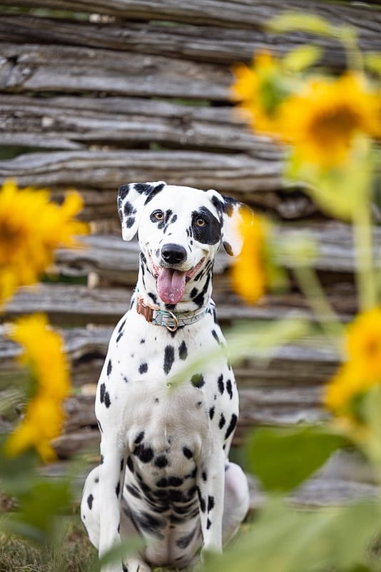 Dalmatian with the sunflowers in All Who Wander Flower Farm