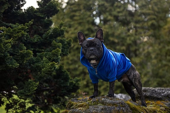 French Bulldog at Gairloch Gardens in Oakville Ontario