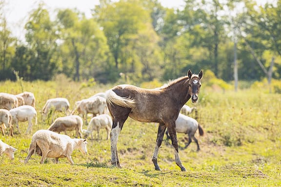 equine photography in Norfolk County