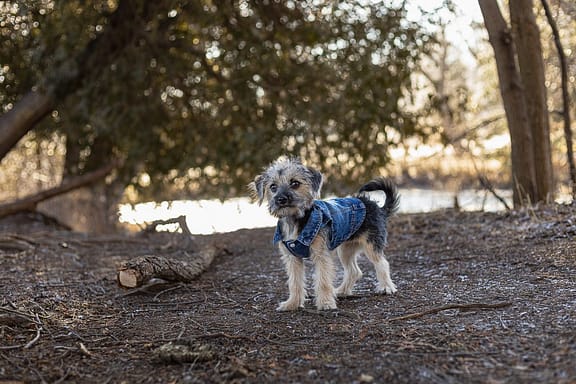 puppy photoshoot at Lowville Park Burlington Ontario