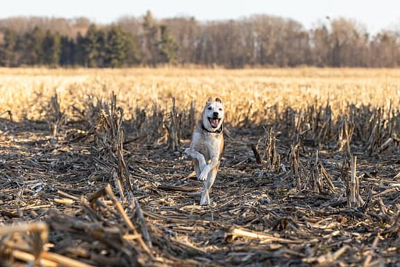 action shot of a dog in Norfolk County