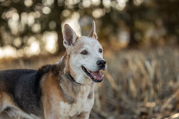 end of life pet photography in Norfolk County