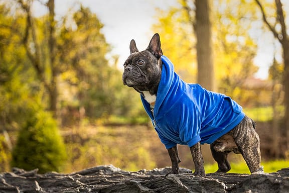 french bulldog looks over a rock on Gairloch Gardens in Oakville, ON