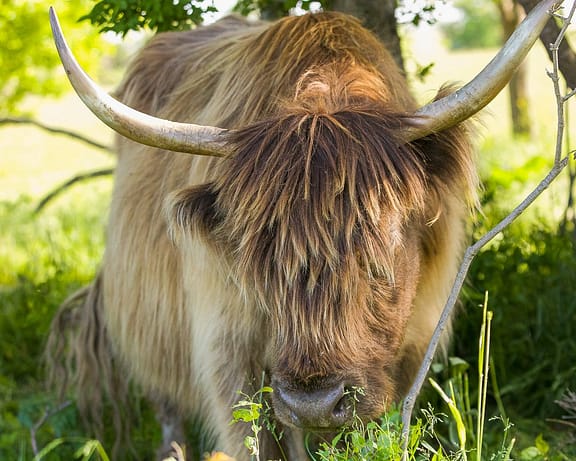 highland cow photography in Norfolk County