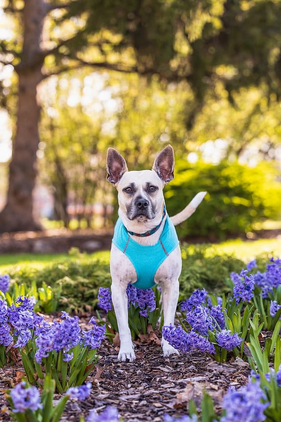 The rescue dog poses beautifully at Gage Park in Hamilton, Ontario
