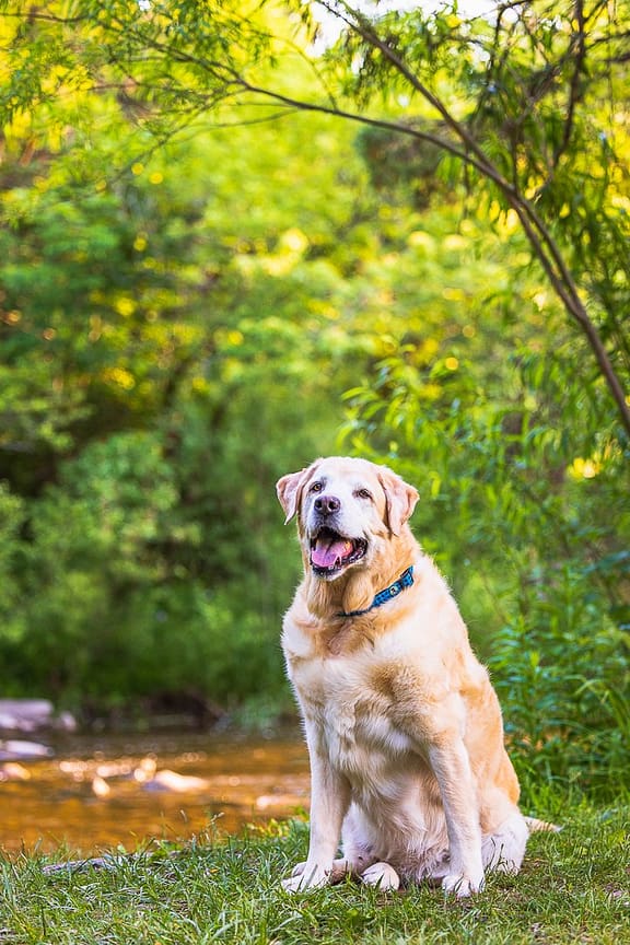 end of life pet photoshoot in Lowville Park, Burlington, Ontario