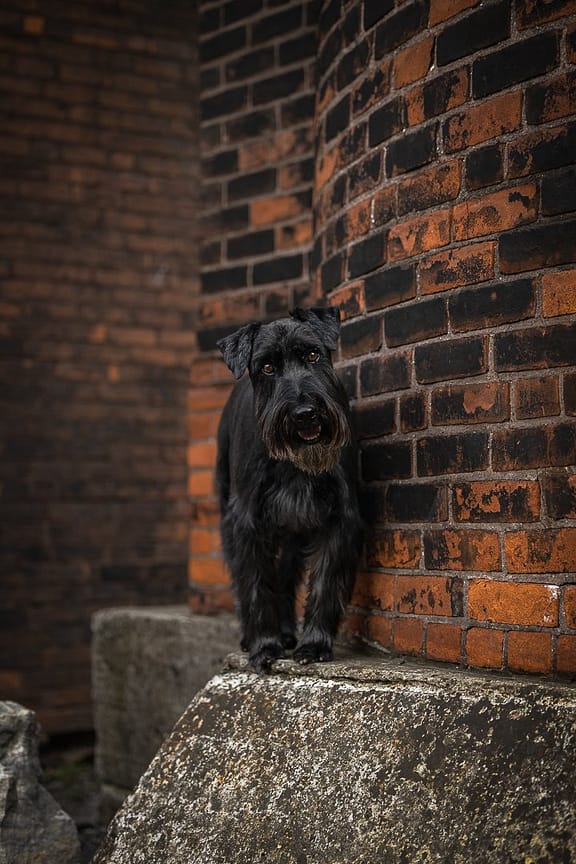 schnauzer at Cotton Factory Hamilton, ON