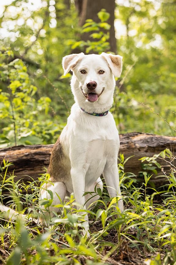 rescue dog at Bernie Arbour in Hamilton ON