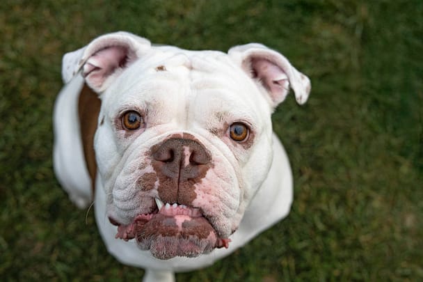 pet photos in Toronto