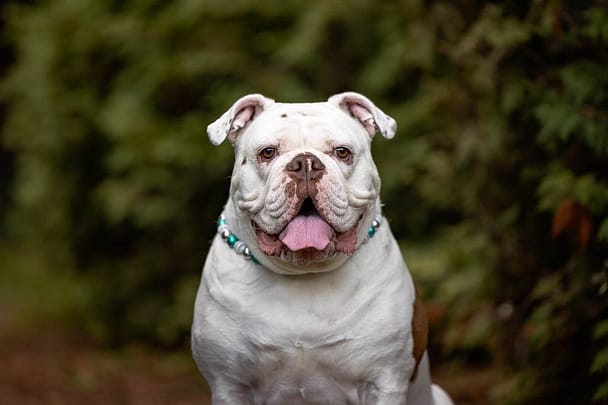 toronto dog photographer at Alexander Muir Gardens