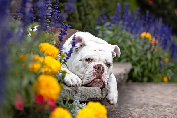 dog portrait taken in alexander muir gardens