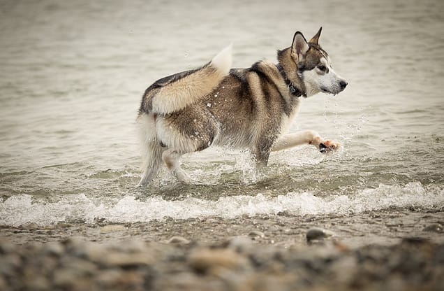 husky in the water at Hutches Beach in Hamilton, ON
