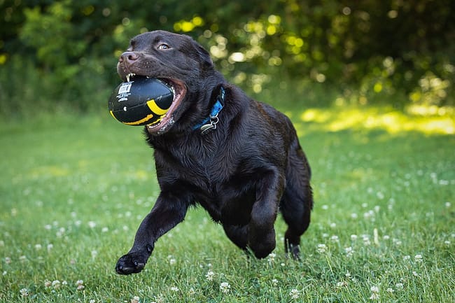 lab dog playing ball in Burlington, ON