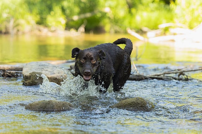 lab in the water in Lowville Park, Burlington, ON