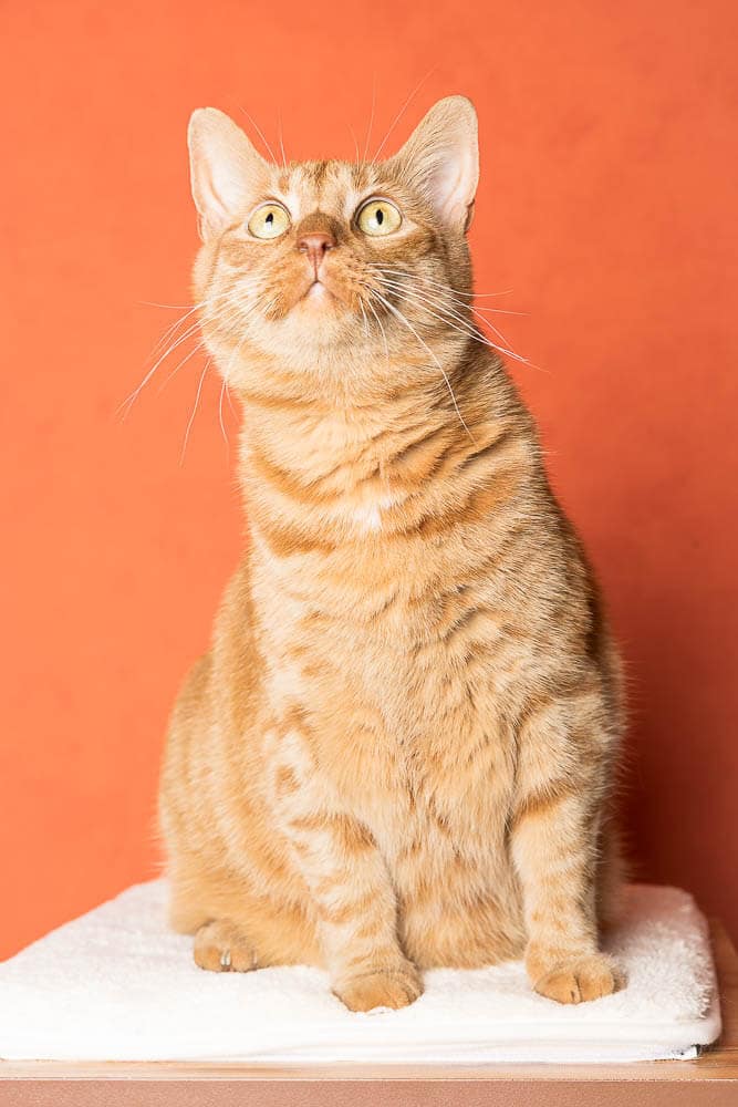 Fine art cat portrait on orange backdrop by Hamilton cat photographer.