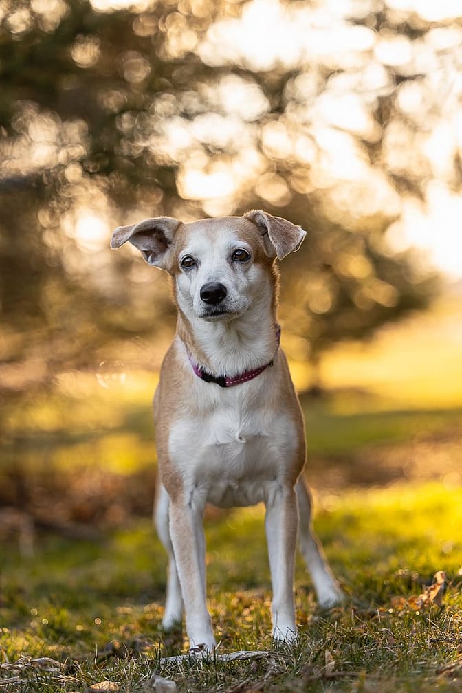 Senior dog Norfolk County senior pet photoshoot Norfolk County