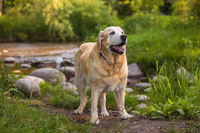dog photography in Lowville Park, Burlington Ontario