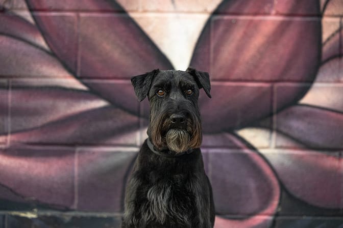 schnauzer at Collective Arts Brewery