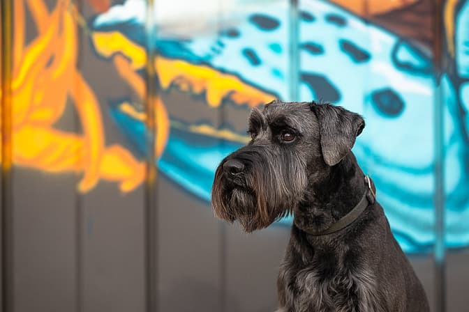 black standard schnauzer at Collective Arts Brewery