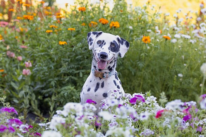 Dalmatian posing for the camera in the flower field in Dundas, Ontario