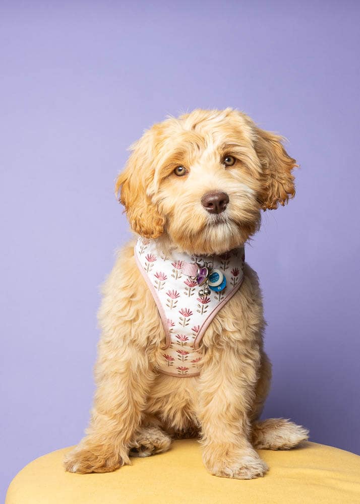 niagara pet photographer  mini session
