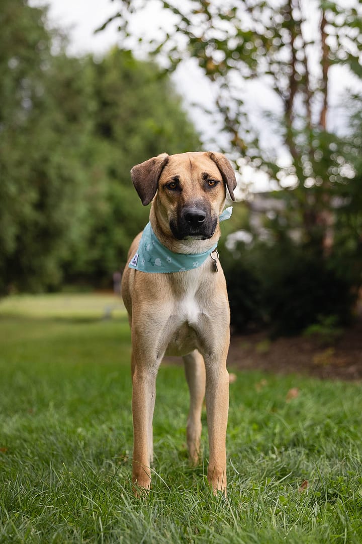 Rescue dog posting at the Save Our Scruff Event.